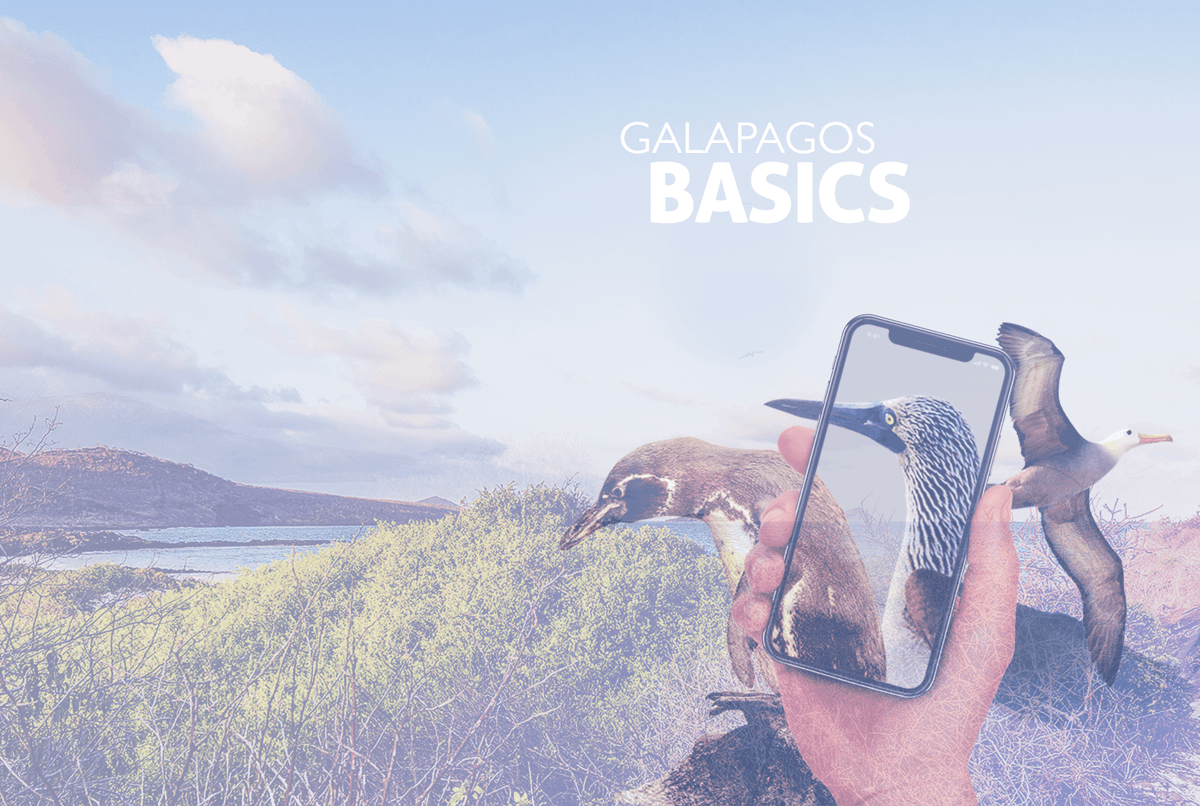 galapagosbasic_portafolio_9